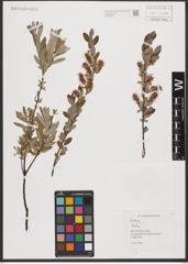 Foto von Salix L.
